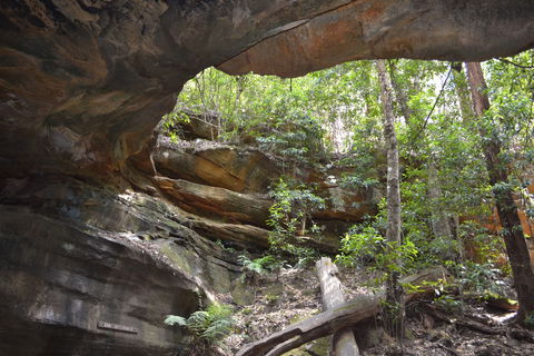 Cave Creek Walking Track - 1 Gold Coast 0
