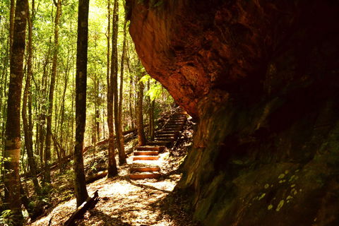 Cave Creek Walking Track - 1 Gold Coast 1