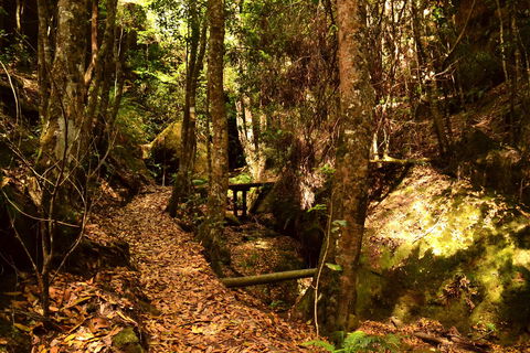 Cave Creek Walking Track - 1 Gold Coast 2