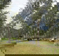 Chaelundi National Park - Gold Coast 4U