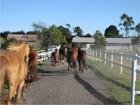 Darkes Forest Riding Ranch - 1 Gold Coast 0