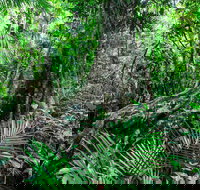 Djiru National Park - Accommodation Gold Coast