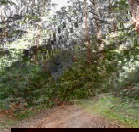 End Peak walking track - Gold Coast 4U