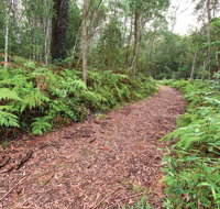 Forest Walking Track Gibraltar Range National Park - Accommodation Gold Coast