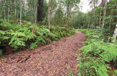 Forest Walking Track, Gibraltar Range National Park - Accommodation Gold Coast 0