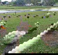 Gooseponds North Mackay - Accommodation Gold Coast