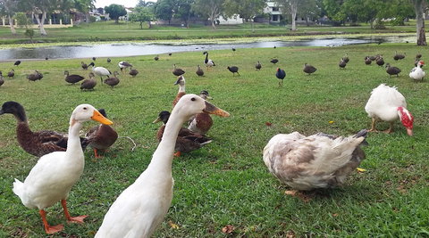 Gooseponds, North Mackay - Accommodation Gold Coast 0