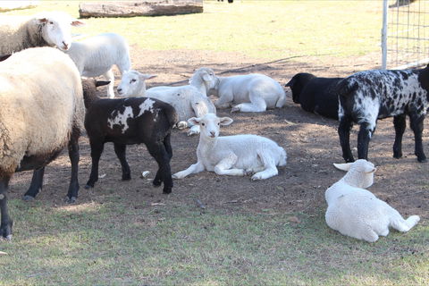 Haigslea EWE Nique Hobby Farm - Accommodation Gold Coast 1
