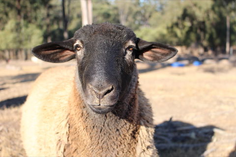Haigslea EWE Nique Hobby Farm - Accommodation Gold Coast 2