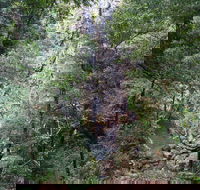 Kondalilla Falls Circuit Kondalilla National Park - Accommodation Gold Coast