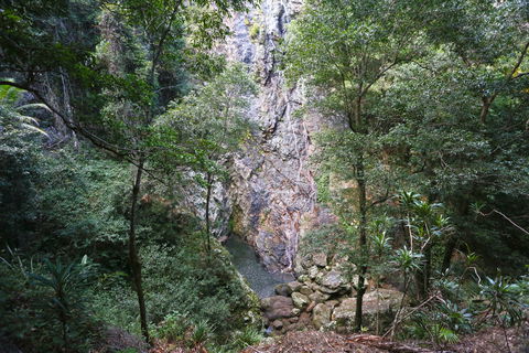 Kondalilla Falls Circuit, Kondalilla National Park - Accommodation Gold Coast 0