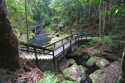 Kondalilla Falls Circuit, Kondalilla National Park - Accommodation Gold Coast 2