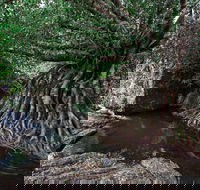 Misty Mountains Wilderness Tracks - Gold Coast 4U