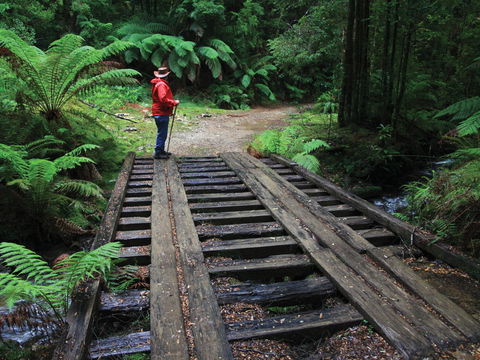 Montezuma Falls - Accommodation Gold Coast 0