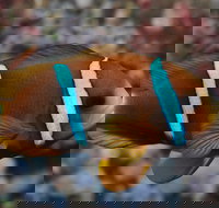 Nursery Reef - Accommodation Gold Coast