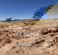 Peery Lake picnic area - Accommodation Gold Coast