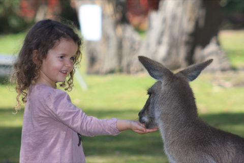 Potoroo Palace Native Animal Sanctuary - Accommodation Gold Coast 1