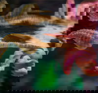 Seahorse World - Accommodation Gold Coast