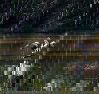 Seaham Swamp Nature Reserve - Accommodation Gold Coast