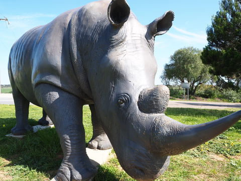 Tailem Bend Rhino Park And Dickson Reserve - Accommodation Gold Coast 0