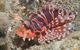 The Seaway Dive Site - thumb 0