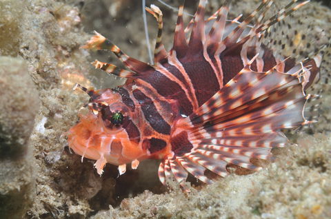 The Seaway Dive Site - Accommodation Gold Coast 0