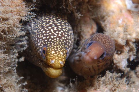 The Seaway Dive Site - Accommodation Gold Coast 1