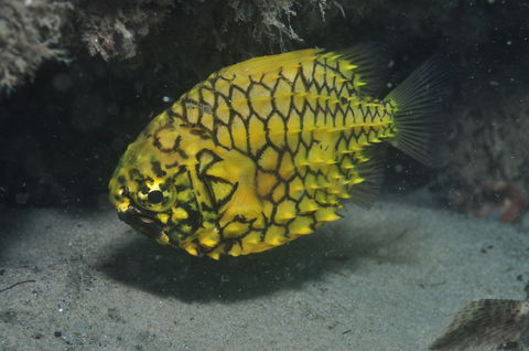 The Seaway Dive Site - Accommodation Gold Coast 2