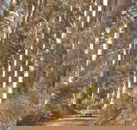 The Great Forest Trees Drive - Accommodation Gold Coast