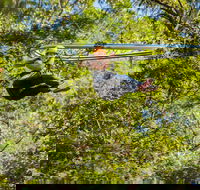 TreeTop Crazy Rider - Accommodation Gold Coast