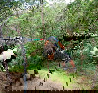 TreeTop Challenge - Accommodation Gold Coast