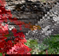 Umpherston Possum Tours - Accommodation Gold Coast