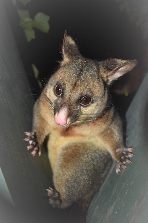 Umpherston Possum Tours - 1 Gold Coast 1