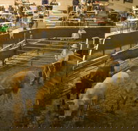 Wagga Wagga Livestock Marketing Centre - Accommodation Gold Coast