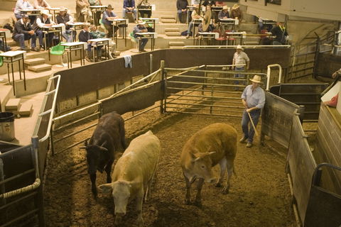 Wagga Wagga Livestock Marketing Centre - Accommodation Gold Coast 0