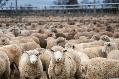 Wagga Wagga Livestock Marketing Centre - Accommodation Gold Coast 1