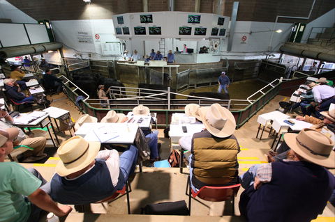 Wagga Wagga Livestock Marketing Centre - Accommodation Gold Coast 2