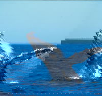 Whale Watching on Keswick Island - Accommodation Gold Coast
