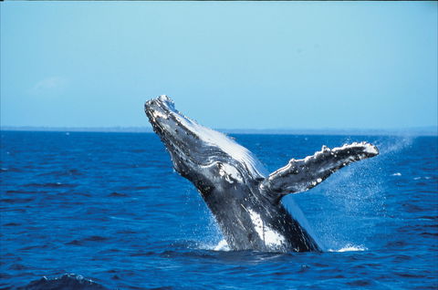Whale Watching On Keswick Island - 1 Gold Coast 0