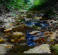 Willi Willi National Park - 1 Gold Coast