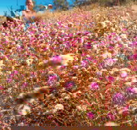 Wineries and Wildflowers - Accommodation Gold Coast