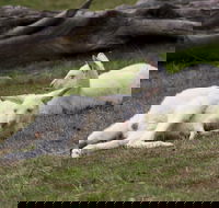 Yarra Valley Nocturnal Zoo - Accommodation Gold Coast