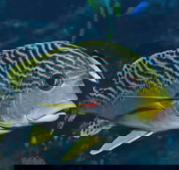 Beaver Reef Dive Site - Accommodation Gold Coast