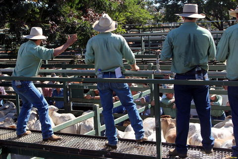 Blackall Saleyards - Accommodation Gold Coast 2