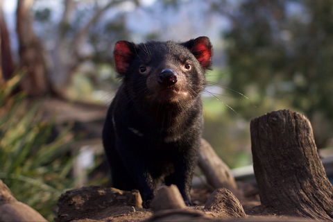Bonorong Wildlife Sanctuary - Accommodation Gold Coast 0