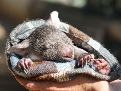 Bonorong Wildlife Sanctuary - Accommodation Gold Coast 2