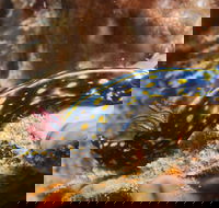 Cochrane Artificial Reef Dive Site - 1 Gold Coast