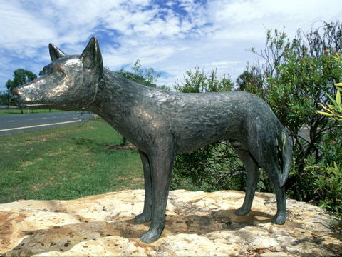 Dingo Statue - Accommodation Gold Coast 0