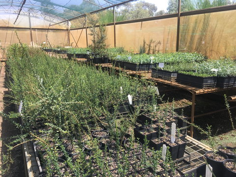 Euroa Arboretum - 1 Gold Coast 1