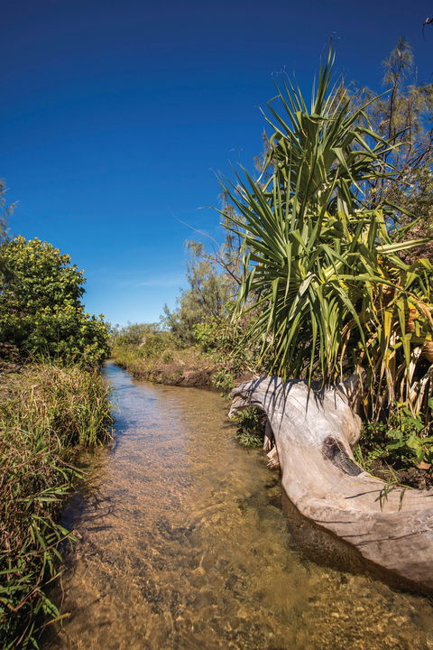 Freshwater Creek Track, Byfield National Park - Accommodation Gold Coast 2